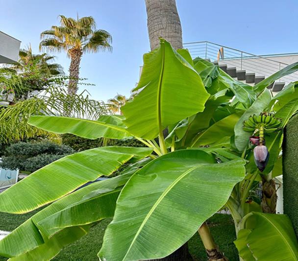 Image No.17-2 Bed Villa for sale