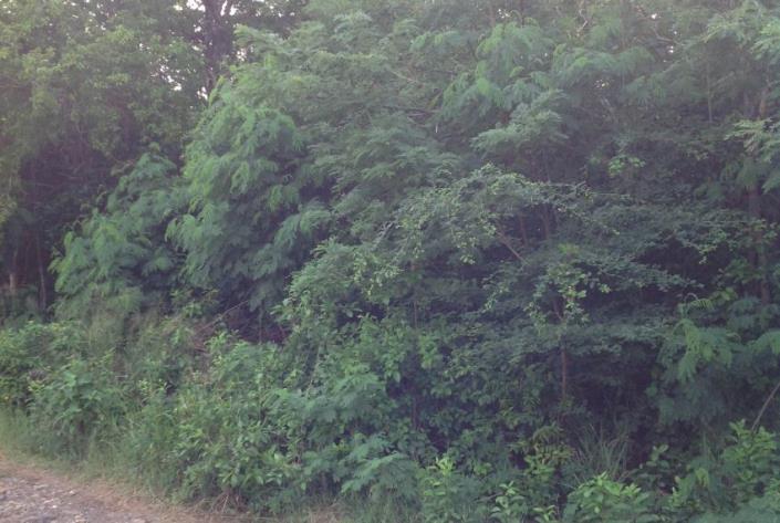 Image No.3-Land for sale