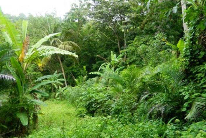 Image No.2-Terre à vendre à Monchy