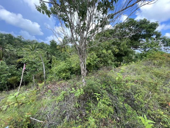 Image No.2-Land for sale