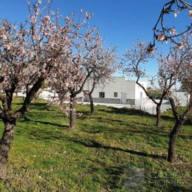 casa-blossom--resale-villa-for-sale-in-oria-5