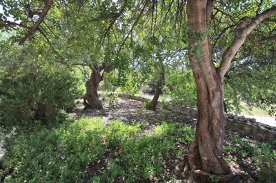 17garden4-1748943848