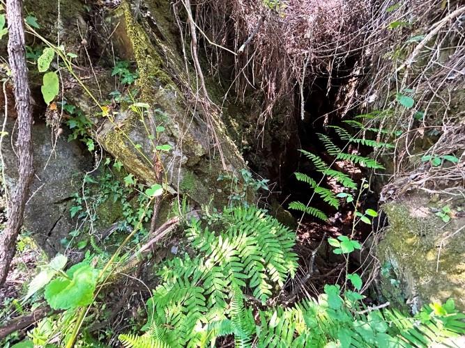 Image No.15-Terre à vendre à Góis