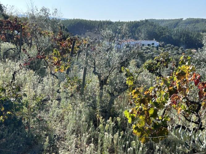 Image No.12-Plot for sale