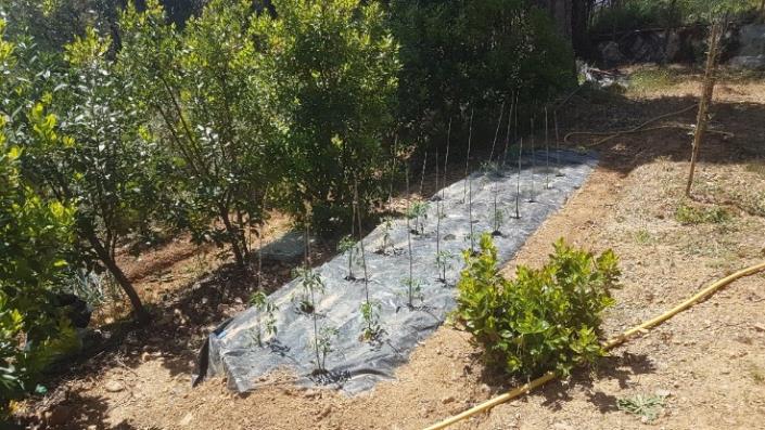 Image No.12-2 Bed Plot for sale