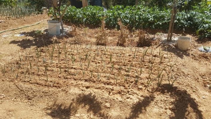 Image No.18-2 Bed Plot for sale