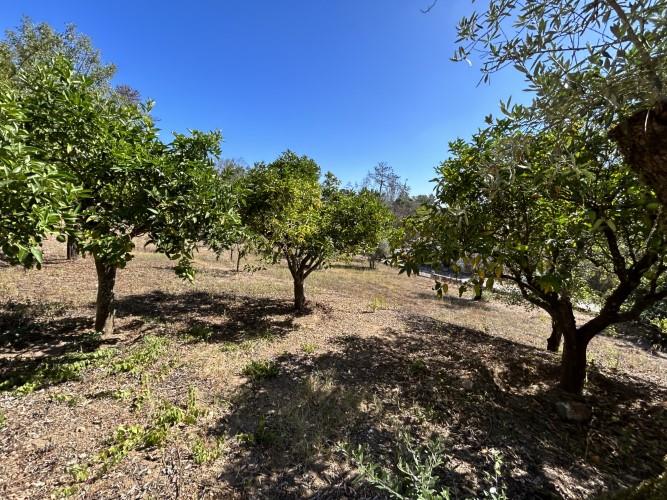 Image No.34-4 Bed House for sale