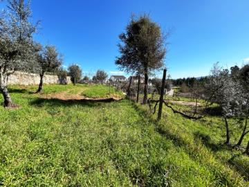 11---1199--NEW---Custom-