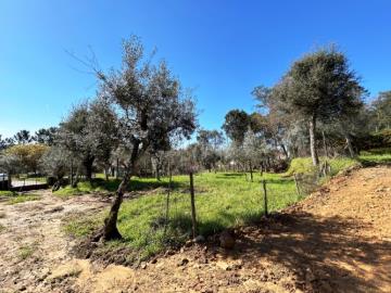 13---1199--NEW---Custom-