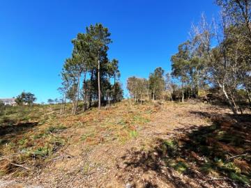 15---1199--NEW---Custom-