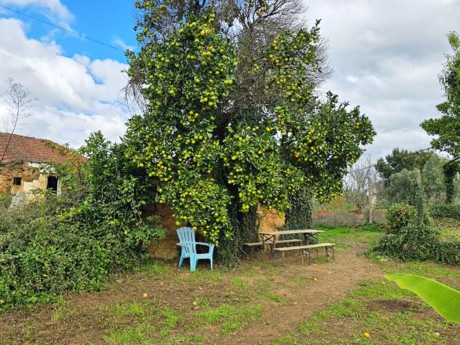 Image No.7-Ferme à vendre à Pedrógão Grande