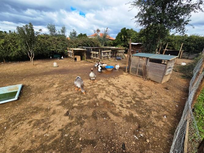 Image No.11-Ferme à vendre à Pedrógão Grande