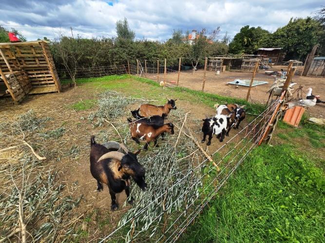 Image No.13-Ferme à vendre à Pedrógão Grande
