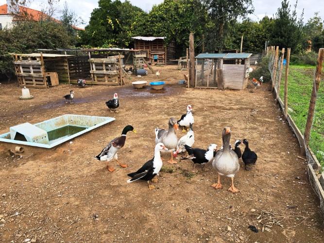 Image No.16-Ferme à vendre à Pedrógão Grande