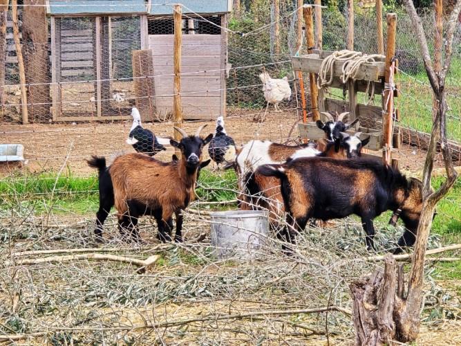 Image No.17-Ferme à vendre à Pedrógão Grande