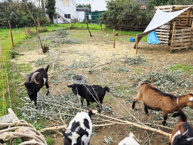 Image No.18-Ferme à vendre à Pedrógão Grande