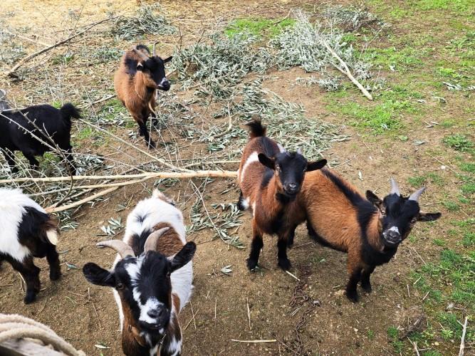 Image No.19-Ferme à vendre à Pedrógão Grande