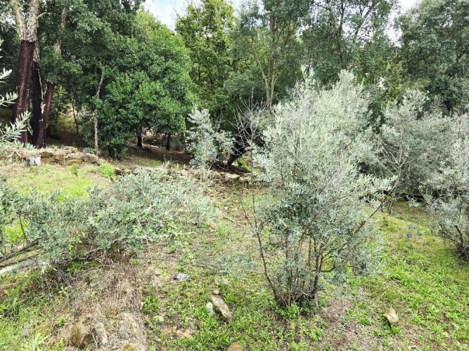 Image No.59-4 Bed Country House for sale