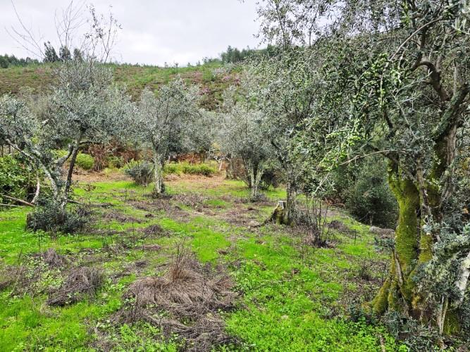 Image No.58-4 Bed Village House for sale