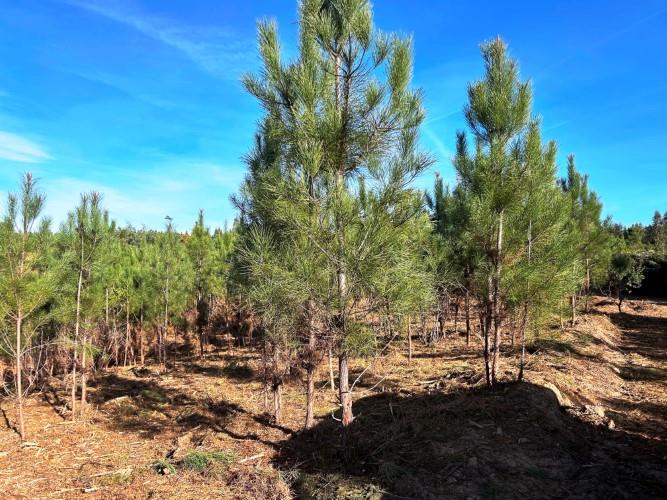 Image No.13-Land for sale