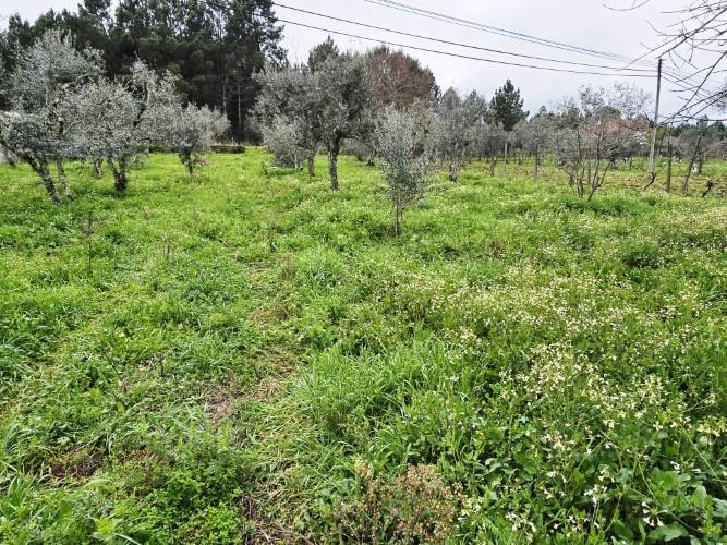 Image No.13-Land for sale