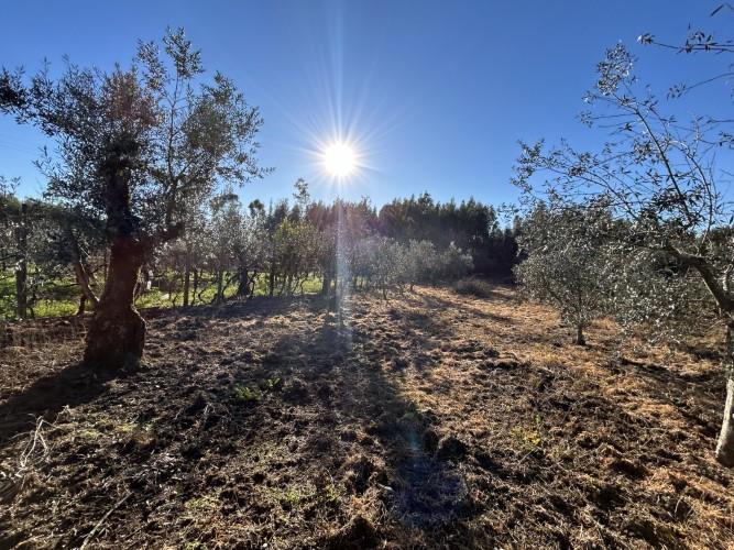 Image No.20-5 Bed Cottage for sale