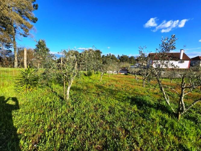 Image No.5-Maison de 4 chambres à vendre à Tomar