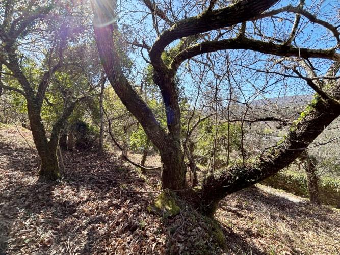 Image No.11-Plot for sale