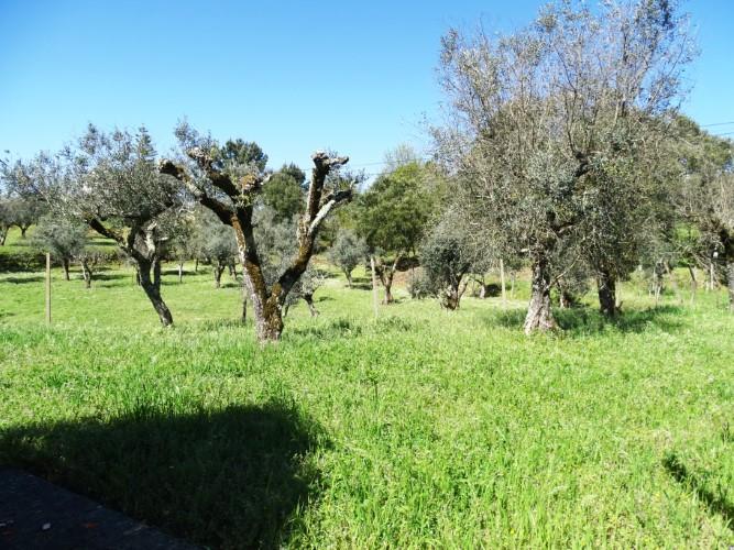 Image No.46-Maison de village de 3 chambres à vendre à Pedrógão Grande