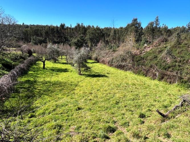 Image No.32-Ferme de 4 chambres à vendre à Pedrógão Grande
