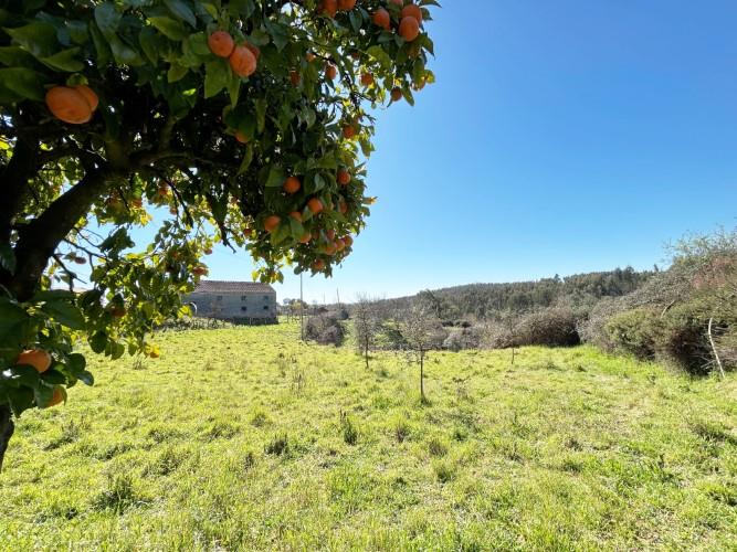 Image No.34-Ferme de 4 chambres à vendre à Pedrógão Grande