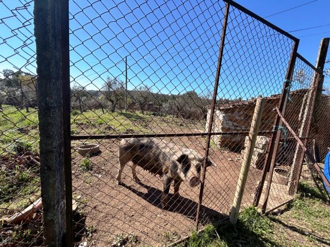 Image No.38-Ferme de 4 chambres à vendre à Pedrógão Grande