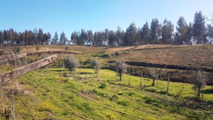 Image No.24-Ferme de 4 chambres à vendre à Pedrógão Grande
