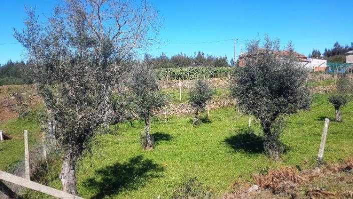 Image No.25-Ferme de 4 chambres à vendre à Pedrógão Grande
