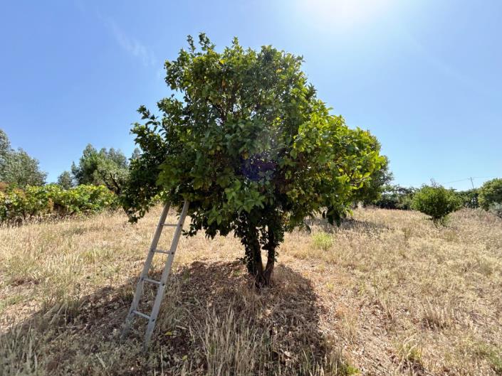 Image No.8-Ferme à vendre à Pampilhosa da Serra