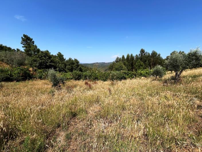 Image No.12-Ferme à vendre à Pampilhosa da Serra