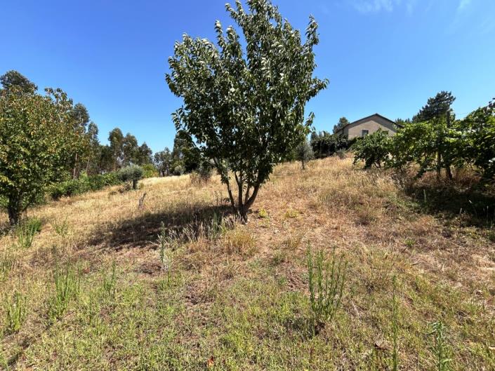 Image No.13-Ferme à vendre à Pampilhosa da Serra