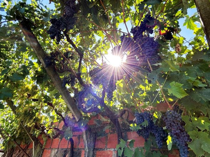 Image No.30-Maison de village de 3 chambres à vendre à Pedrógão Grande