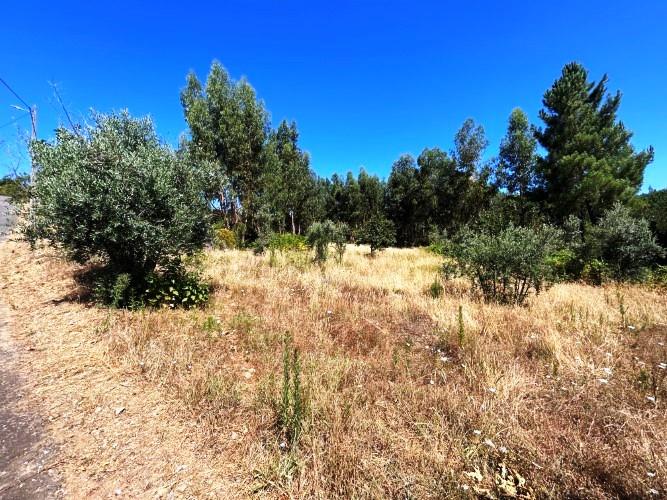 Image No.11-Terre à vendre à Pampilhosa da Serra