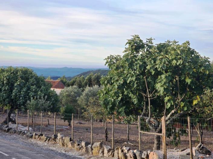 Image No.4-Terre à vendre à Figueiró dos Vinhos