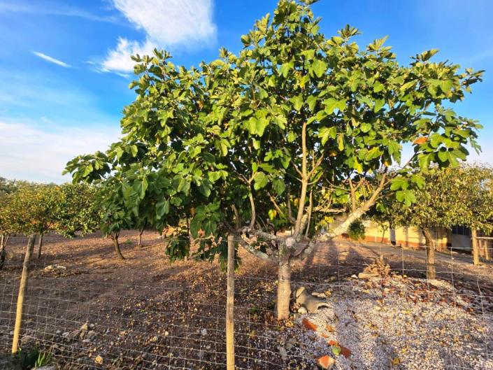 Image No.8-Terre à vendre à Figueiró dos Vinhos