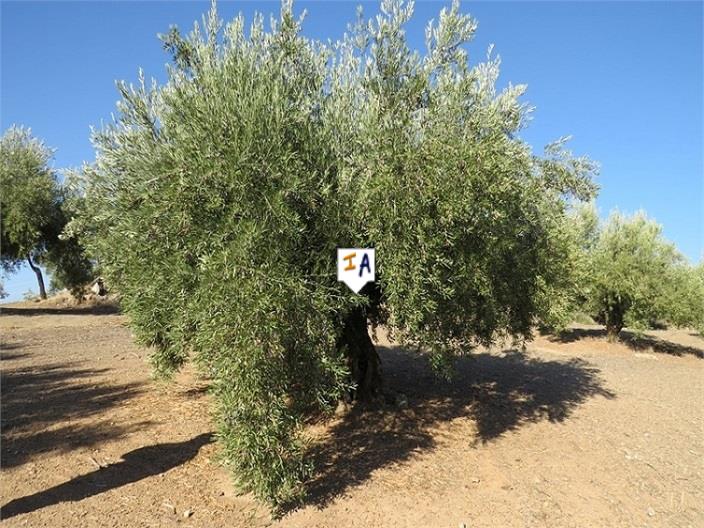 Image No.3-Terre à vendre à Alcaudete