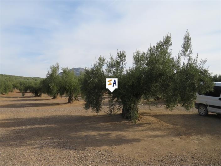 Image No.6-Terre à vendre à Alcaudete