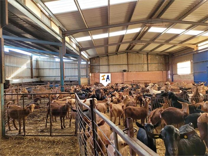 Image No.7-3 Bed Finca for sale