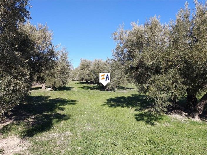 Image No.11-Commercial de 8 chambres à vendre à Luque