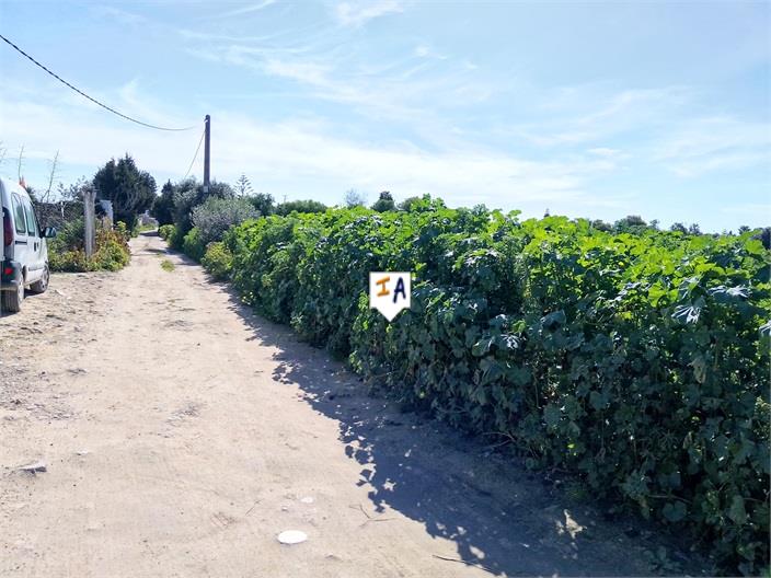 Image No.4-Terre à vendre à Vejer de la Frontera