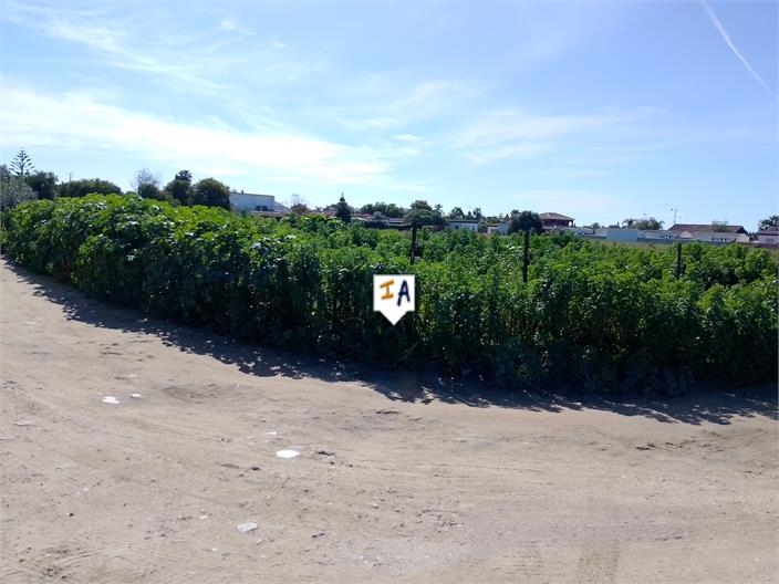 Image No.5-Terre à vendre à Vejer de la Frontera