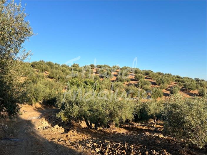 Image No.4-Terre à vendre à Periana