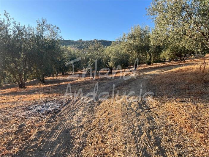 Image No.8-Terre à vendre à Periana