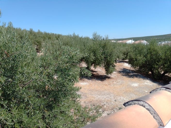 Image No.37-Maison de village de 5 chambres à vendre à Monte Lope-Alvarez